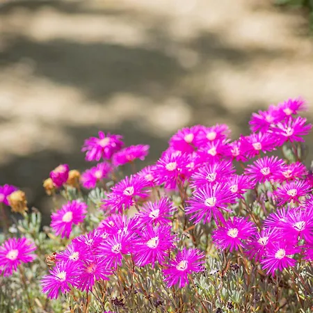 Oasis By Abahana * Calpe